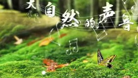大自然音乐系列大<strong>合集</strong>
