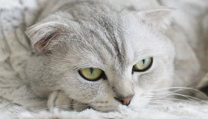 童安格的歌曲大全(1985-2011年所有专辑歌曲）