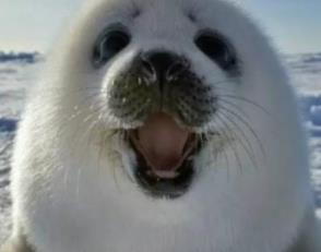 动物叫声手机铃声大全